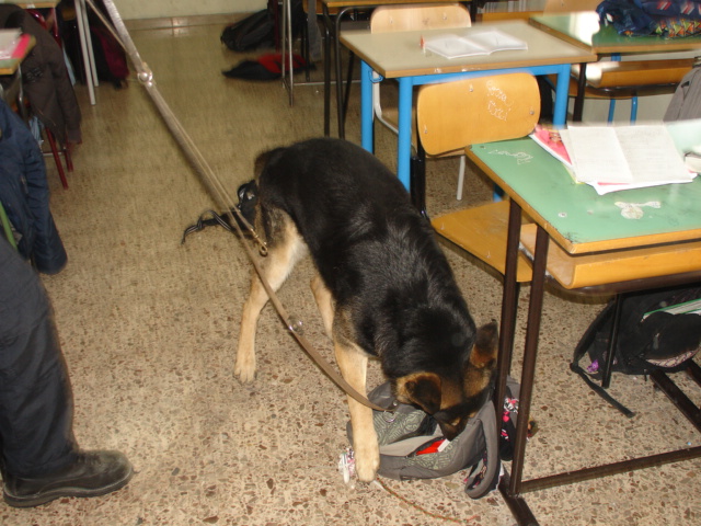 cani-antidroga-carabinieri.JPG
