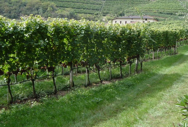 vigneti-11-novembre.jpg