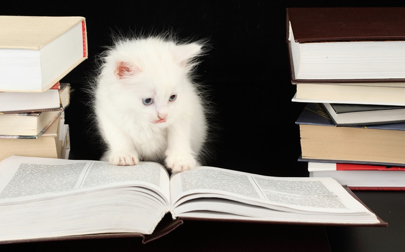 gatto-libro.jpg